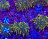 Malaysian Ultra Pink Tip Torch Coral