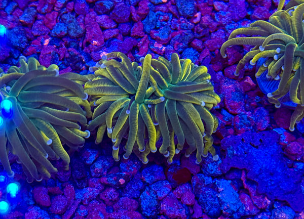 Malaysian Ultra Pink Tip Torch Coral – Prestige Worldwide Corals