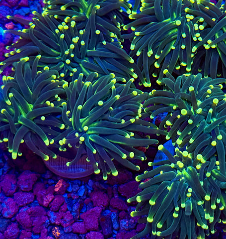 Yellow Tip Torch Coral