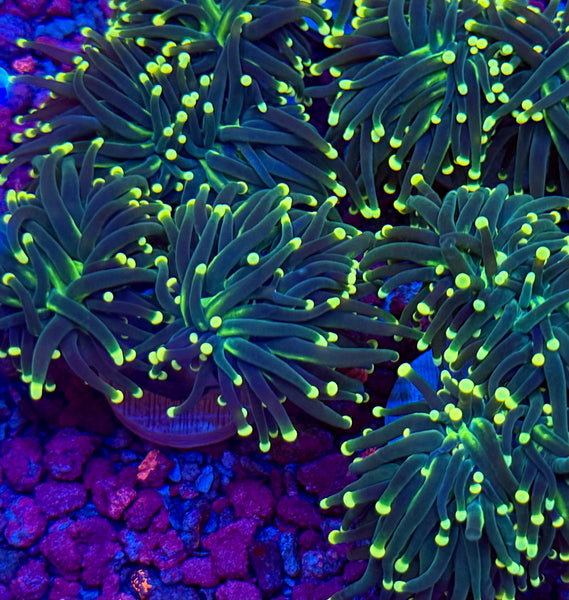 PWC Lemon Drop Torch Coral – Prestige Worldwide Corals