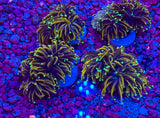 Hellfire Torch Coral