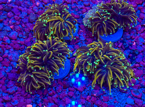 Hellfire Torch Coral
