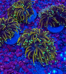 Hellfire Torch Coral