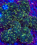 Yellow Tip Torch Coral