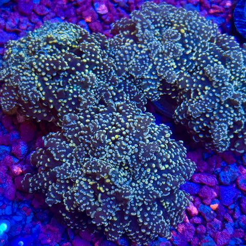 Citrus Bomb Octospawn