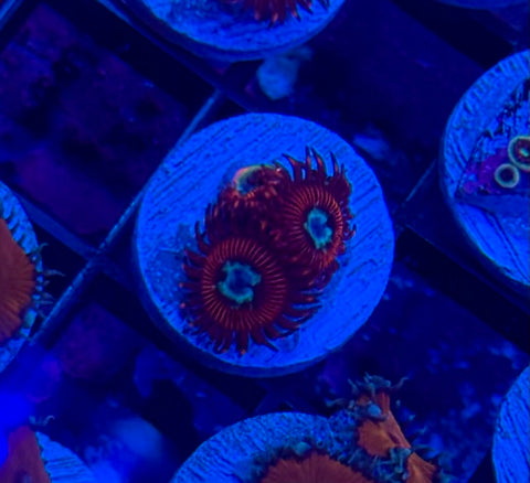 Hotshot Zoa