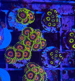 PWC Eagle Eye Zoa