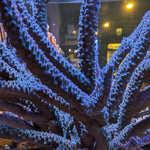 Blue Ice Stag Acropora