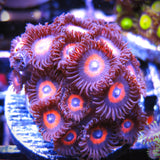 Kedd's Red Zoa