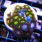 WYSIWYG Zoa Mix - King Midas Mystique