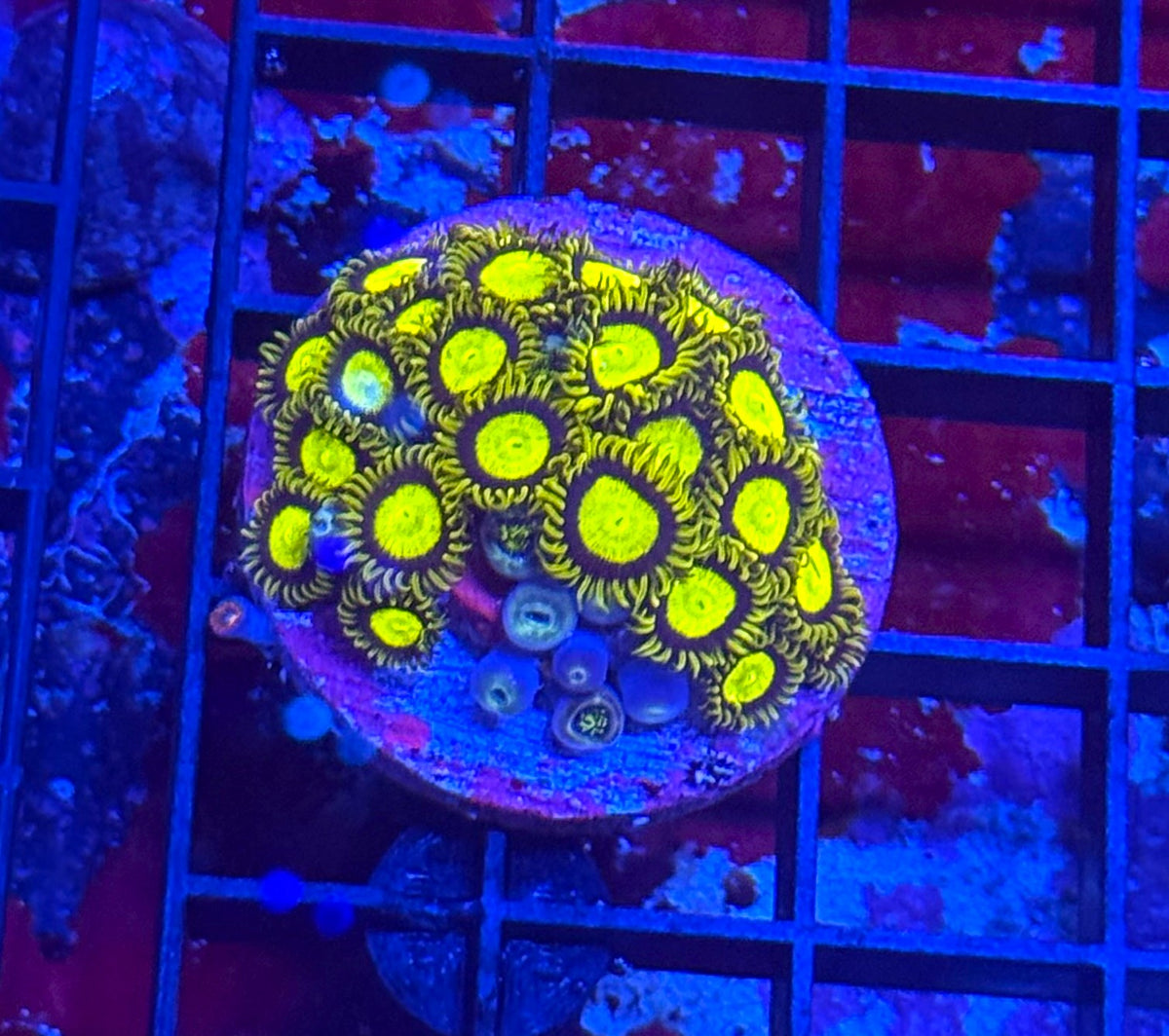 King Midas Zoa – Prestige Worldwide Corals