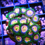 WYSIWYG Zoa Mix - Laser Lemons