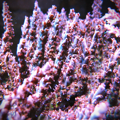 Lavender Passion Acropora