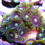 Long Lash Blueberry Zoa