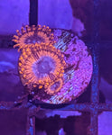 Lunar Eclipse Zoa