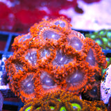 Lunar Eclipse Zoa