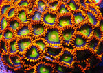 Mandarin Zoa