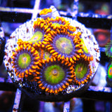 Mandarin Zoa