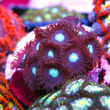 Mint Chocolate Chip Zoa