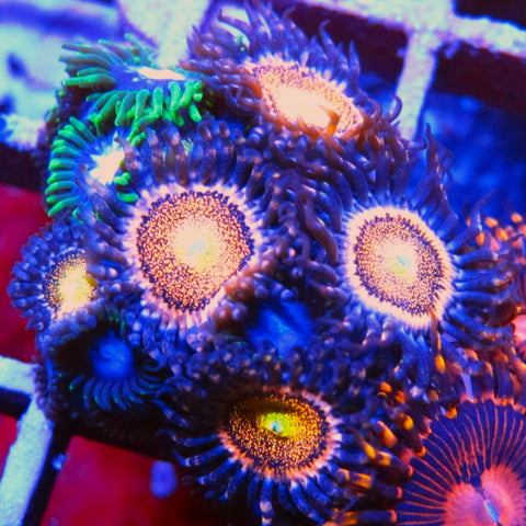 Mohawk Zoa