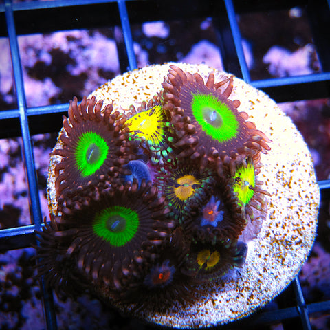 WYSIWYG Zoa Mix - Monster Mash