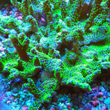 Tubbs Montipora Stellata