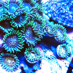 Nebula Zoa