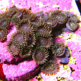 Nebula Zoa