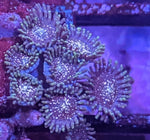 Nebula Zoa