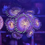 Nirvana Zoa