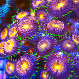 Nirvana Zoa