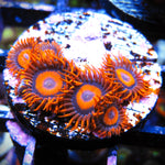 Orange Oxide Zoa