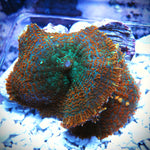 WYSIWYG Orange Twist Rhodactis x2