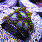 PWC Blueberry Fields Zoa