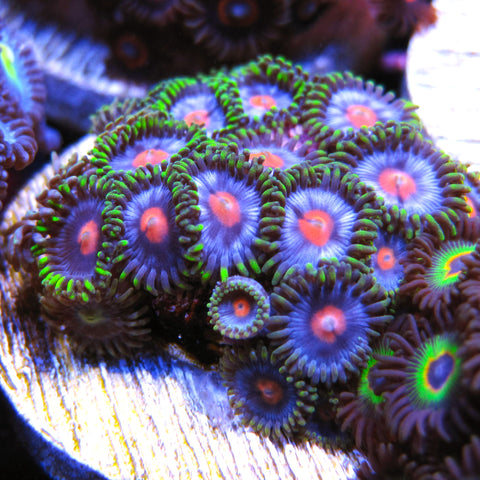 PWC Gumball Zoa