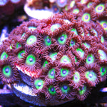 PWC Kryptonite Zoa