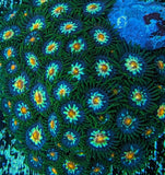 JF Stargazer Zoa