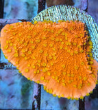 Sunburst Montipora Capricornis