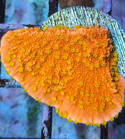 Sunburst Montipora Capricornis