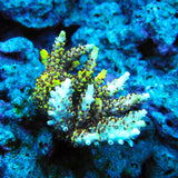 PWC Pikachu Acropora