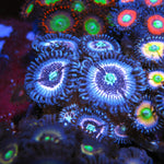 Pink Constellation Zoa