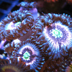 Pink Constellation Zoa