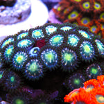 Pink Minefield Zoa