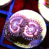 Pink Zipper Zoa
