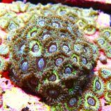 Queen Strat Zoa