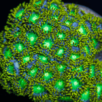 Radioactive Dragon Eyes Zoa