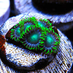Radioactive Dragon Eyes Zoa