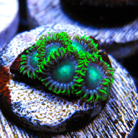 Radioactive Dragon Eyes Zoa
