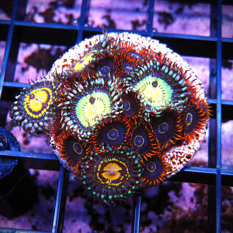 WYSIWYG Zoa Mix - Rainbow Hornet Butt Munch