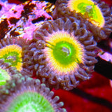 CB Rainbow Infusion Zoa